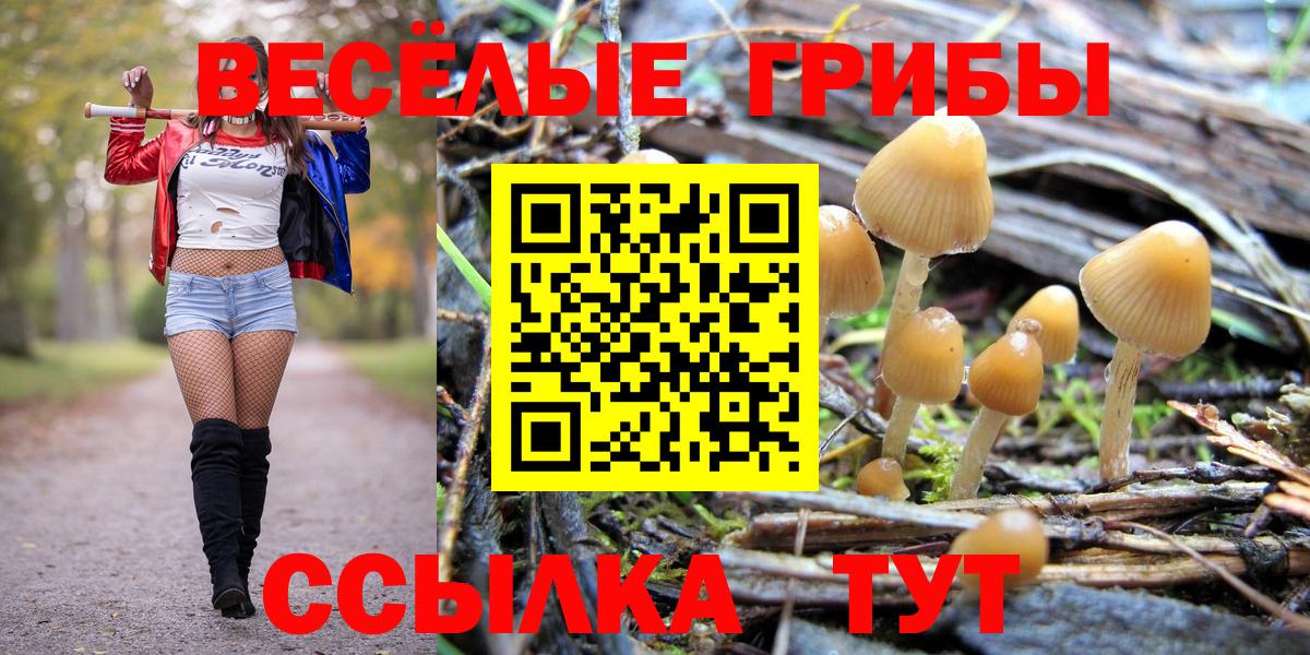 Черняховск  Псилоцибиновые грибы Psilocybe  Вход с VPN 