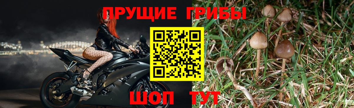 Галлюциногенные грибы Psilocybe Черняховск